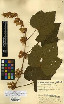 Type specimen at Edinburgh (E). Forrest, George: 17618. Barcode: E00010572.