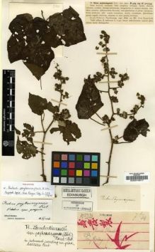 Type specimen at Edinburgh (E). Esquirol, Joseph: 221. Barcode: E00010617.