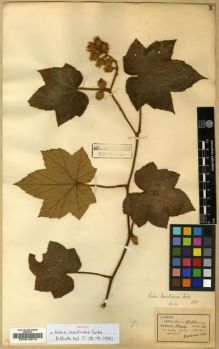 Type specimen at Edinburgh (E). Henry, Augustine: 9175. Barcode: E00010619.