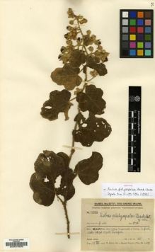 Type specimen at Edinburgh (E). Handel-Mazzetti, Heinrich: 11302. Barcode: E00010636.