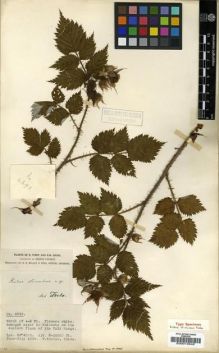 Type specimen at Edinburgh (E). Forrest, George: 4398. Barcode: E00010648.