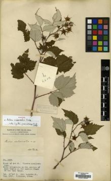Type specimen at Edinburgh (E). Forrest, George: 4402. Barcode: E00010649.