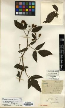 Type specimen at Edinburgh (E). Esquirol, Joseph: 460. Barcode: E00010652.