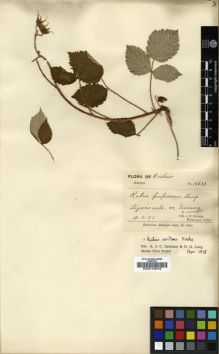 Type specimen at Edinburgh (E). Duthie, John: 13633. Barcode: E00010676.