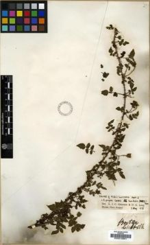 Type specimen at Edinburgh (E). Griffith, William: 1954. Barcode: E00010681.
