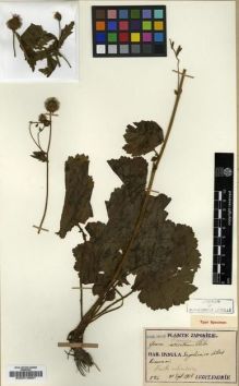 Type specimen at Edinburgh (E). Faurie, Urbain: 586. Barcode: E00010691.