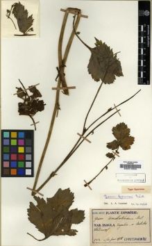 Type specimen at Edinburgh (E). Faurie, Urbain: 583. Barcode: E00010692.
