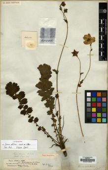 Type specimen at Edinburgh (E). Wallich, Nathaniel: 711. Barcode: E00010694.