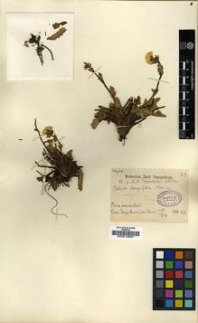 Type specimen at Edinburgh (E). Przewalski, Nikolai: 73. Barcode: E00010697.