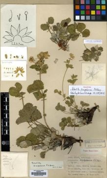 Type specimen at Edinburgh (E). Davis, Peter; Polunin, Oleg: 23498. Barcode: E00010702.
