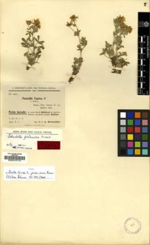 Type specimen at Edinburgh (E). Bornmüller, Joseph: 6960. Barcode: E00010710.
