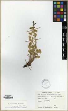Type specimen at Edinburgh (E). Pamukçuoglu, Adil: . Barcode: E00010711.