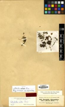 Type specimen at Edinburgh (E). Kotschy, Carl (Karl): 763. Barcode: E00010714.