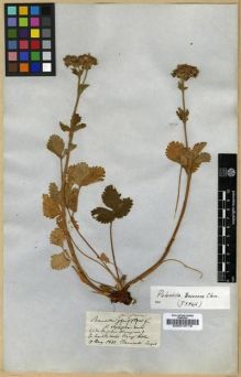 Type specimen at Edinburgh (E). Clementi, G.: . Barcode: E00010716.