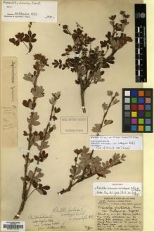 Type specimen at Edinburgh (E). Forrest, George: 119. Barcode: E00010731.
