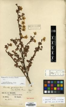 Type specimen at Edinburgh (E). Wilson, Ernest: 2187. Barcode: E00010732.