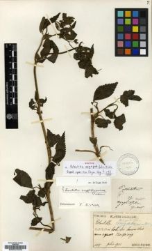 Type specimen at Edinburgh (E). Faurie, Urbain: 108. Barcode: E00010739.