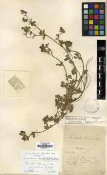 Type specimen at Edinburgh (E). Ducloux, Francois: . Barcode: E00010741.