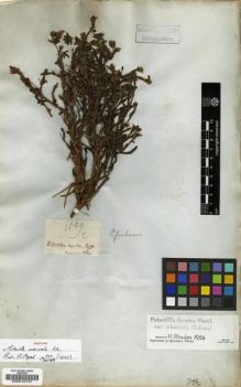 Type specimen at Edinburgh (E). Wallich, Nathaniel: 1009.C. Barcode: E00010747.