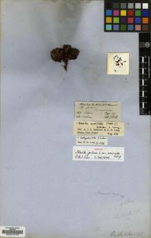 Type specimen at Edinburgh (E). Hooker, Joseph: . Barcode: E00010749.
