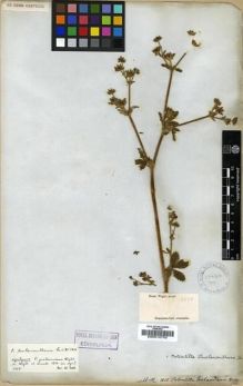 Type specimen at Edinburgh (E). Wight, Robert: 1010. Barcode: E00010752.