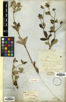 Type specimen at Edinburgh (E). Wallich, Nathaniel: 1020. Barcode: E00010753.