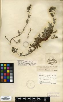 Type specimen at Edinburgh (E). Griffith, William: 1944. Barcode: E00010755.