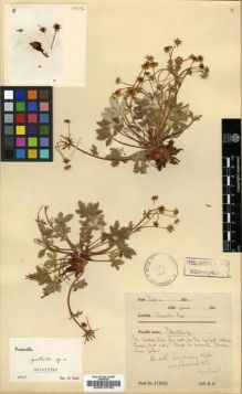 Type specimen at Edinburgh (E). Farrer, Reginald: 1902. Barcode: E00010762.