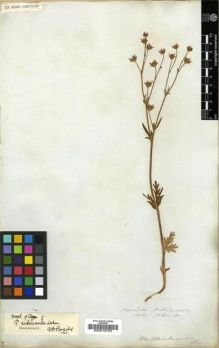 Type specimen at Edinburgh (E). Richardson, John: . Barcode: E00010763.