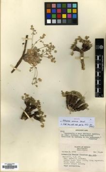 Type specimen at Edinburgh (E). Mexia, Ynes: 2542. Barcode: E00010764.
