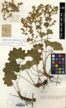 Type specimen at Edinburgh (E). Tobey, Carl: 1415. Barcode: E00010777.
