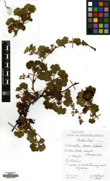 Type specimen at Edinburgh (E). Hilliard, Olive; Burtt, Brian: 6607. Barcode: E00010786.