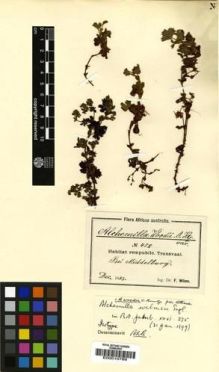 Type specimen at Edinburgh (E). Wilms, Friedrich: 458. Barcode: E00010789.