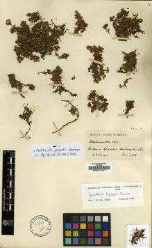 Type specimen at Edinburgh (E). Purpus, Carl: 3792. Barcode: E00010791.