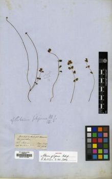 Type specimen at Edinburgh (E). Hooker, Joseph: . Barcode: E00010798.