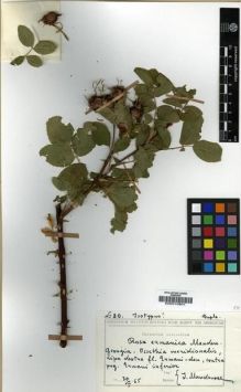 Type specimen at Edinburgh (E). Mandenova, Ida: 80. Barcode: E00010801.