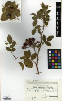 Type specimen at Edinburgh (E). Mandenova, Ida: 34. Barcode: E00010802.