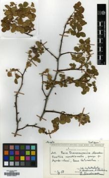 Type specimen at Edinburgh (E). Mandenova, Ida; Kuthatheladze, Schushana Ilyinichna; Schschiau, A.: 19. Barcode: E00010803.