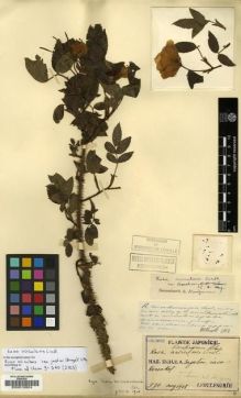 Type specimen at Edinburgh (E). Faurie, Urbain: 570. Barcode: E00010804.