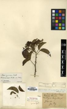 Type specimen at Edinburgh (E). Esquirol, Joseph: 1517. Barcode: E00010809.