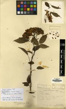 Type specimen at Edinburgh (E). Bodinier, Emile: 1604. Barcode: E00010812.