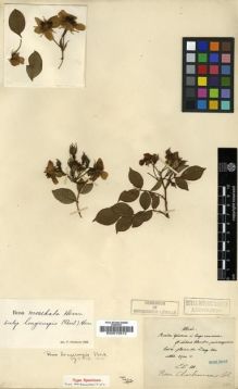 Type specimen at Edinburgh (E). Maire, Edouard-Ernest: . Barcode: E00010815.