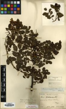 Type specimen at Edinburgh (E). Faurie, Urbain: 330. Barcode: E00010818.