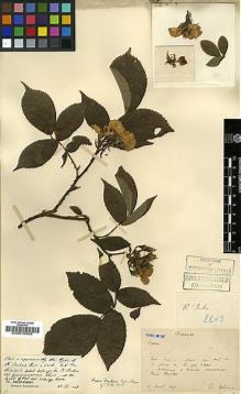 Type specimen at Edinburgh (E). Bodinier, Emile: . Barcode: E00010829.