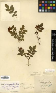 Type specimen at Edinburgh (E). Maire, Edouard-Ernest: . Barcode: E00010830.