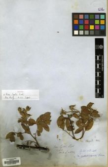 Type specimen at Edinburgh (E). Wallich, Nathaniel: 682. Barcode: E00010832.