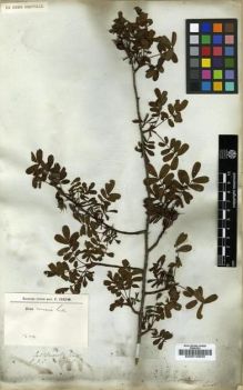 Type specimen at Edinburgh (E). Wallich, Nathaniel: 695. Barcode: E00010833.