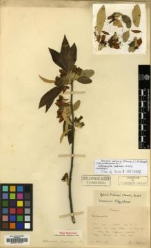 Type specimen at Edinburgh (E). Bodinier, Emile: . Barcode: E00010834.