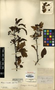 Type specimen at Edinburgh (E). Cavalerie, Pierre: 93. Barcode: E00010841.