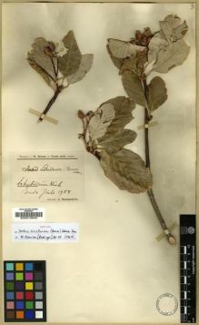 Type specimen at Edinburgh (E). Strauss, Theodor: . Barcode: E00010849.